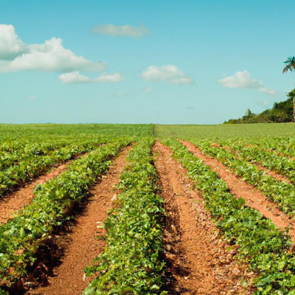 Importância da Agricultura de Baixo Carbono