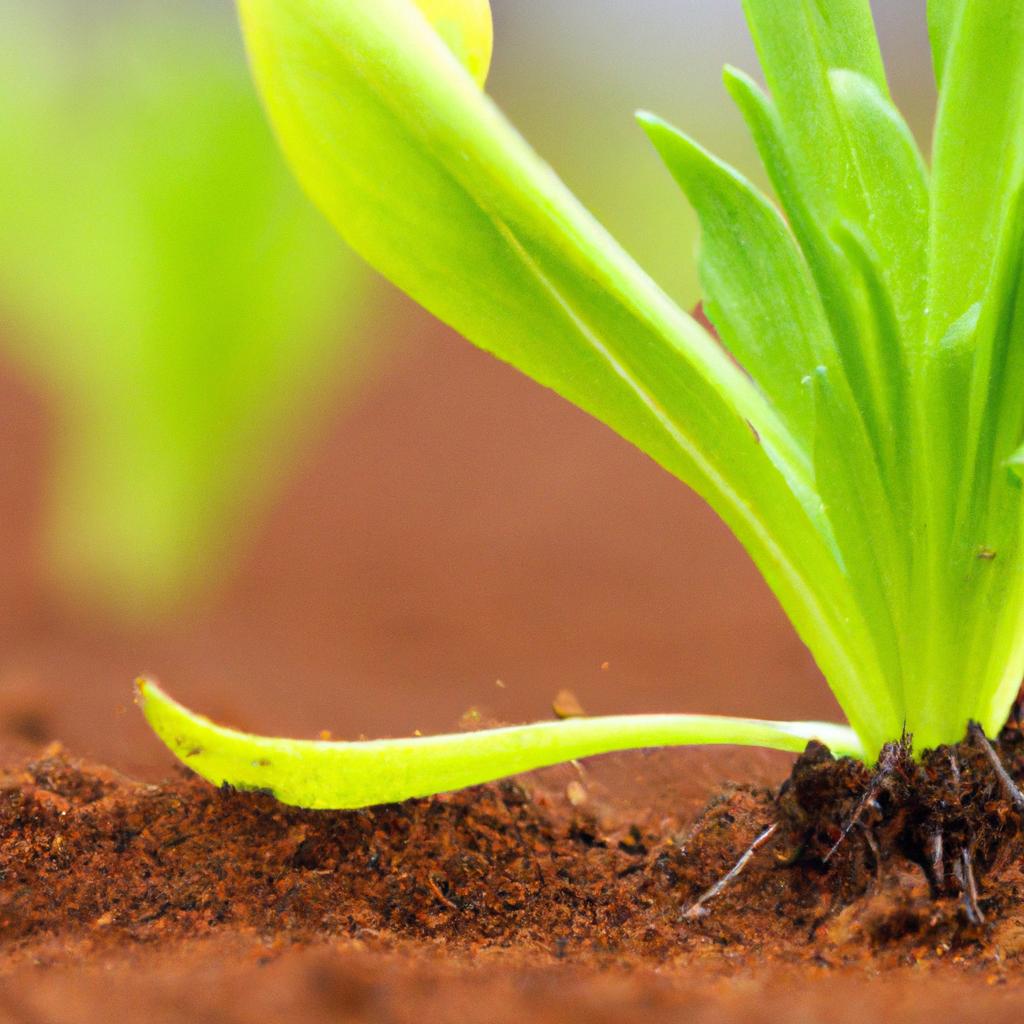 Benefícios da Integração Agricultura e Pecuária na Promoção da Sustentabilidade